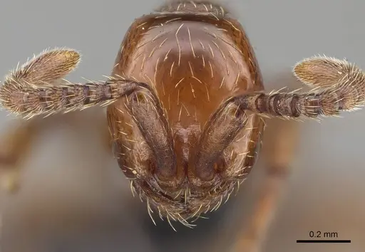 Aenictus congolensis specimen