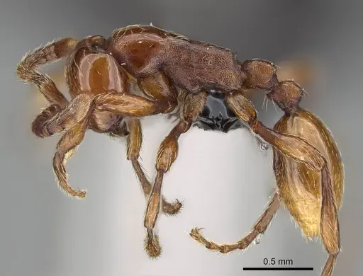 Aenictus congolensis specimen