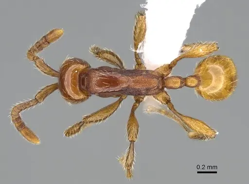 Aenictus congolensis - CASENT0400001