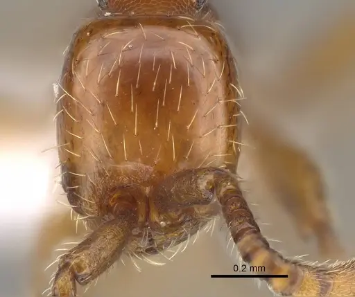 Aenictus congolensis - CASENT0400001