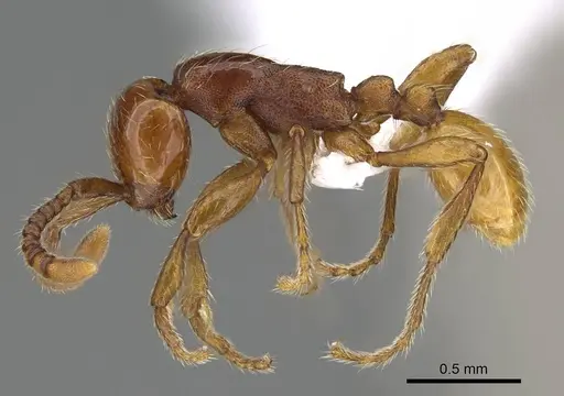 Aenictus congolensis - CASENT0400001