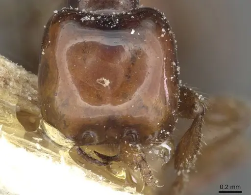 Aenictus congolensis - CASENT0911419