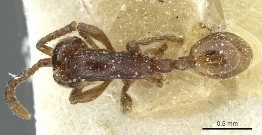 Aenictus congolensis - CASENT0911420