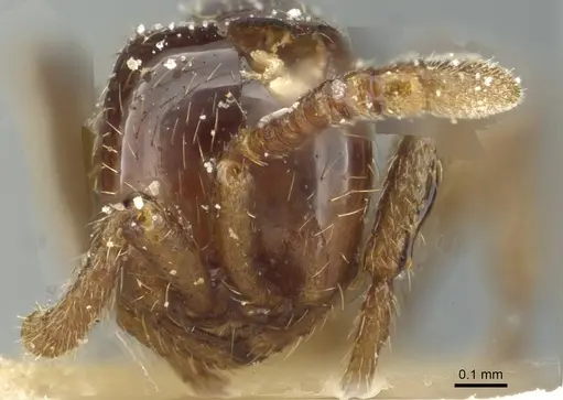 Aenictus congolensis - CASENT0911420