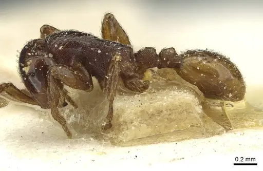 Aenictus congolensis - CASENT0911420