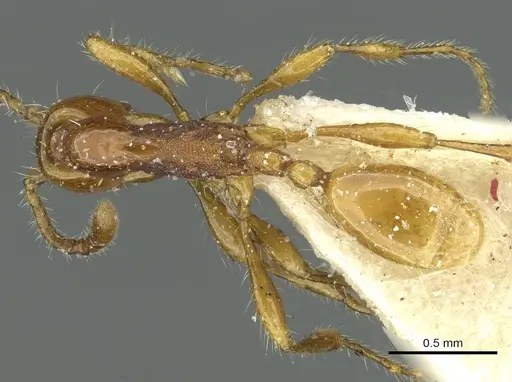 Aenictus congolensis - CASENT0911445