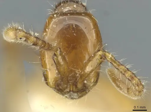 Aenictus congolensis - CASENT0911445