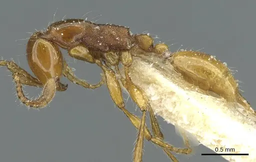 Aenictus congolensis - CASENT0911445