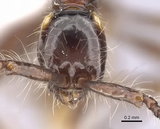 Aenictus cornutus specimen