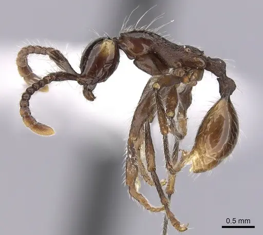 Aenictus cornutus specimen