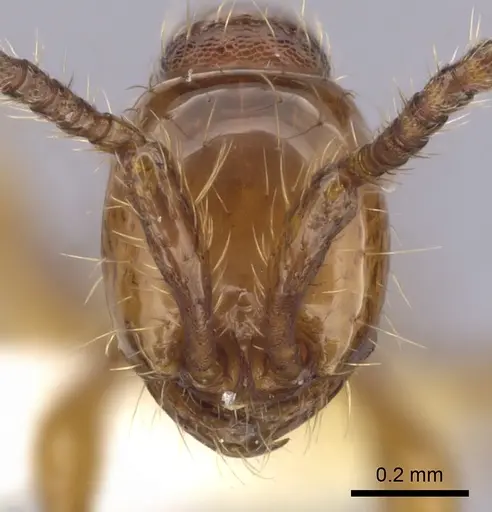 Aenictus cornutus - CASENT0249269