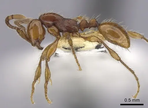 Aenictus cornutus - CASENT0249269