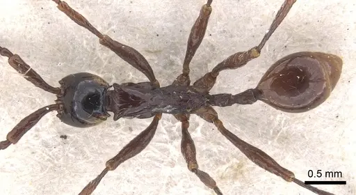 Aenictus cornutus - CASENT0902682