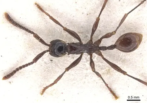 Aenictus cornutus - CASENT0902682