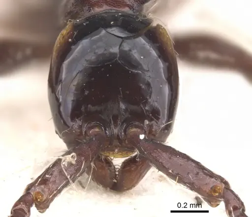 Aenictus cornutus - CASENT0902682