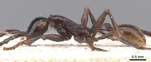 Aenictus cornutus - CASENT0902682