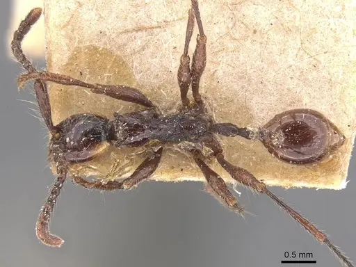 Aenictus cornutus - CASENT0905997