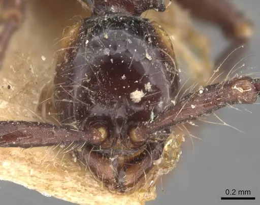 Aenictus cornutus - CASENT0905997