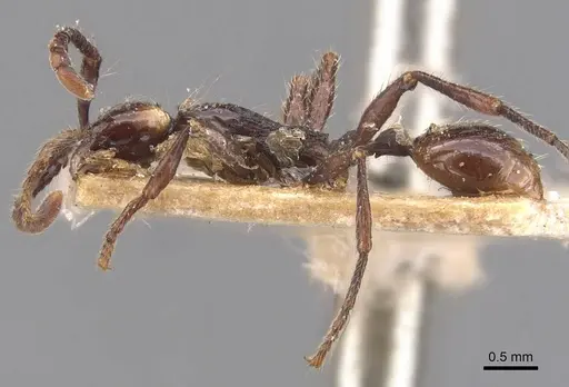 Aenictus cornutus - CASENT0905997