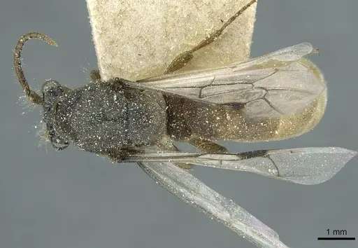 Aenictus crucifer specimen