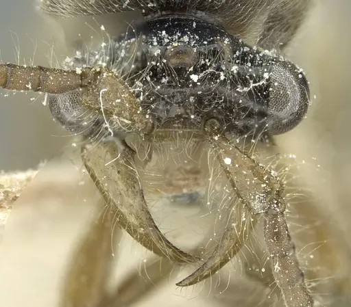 Aenictus crucifer specimen