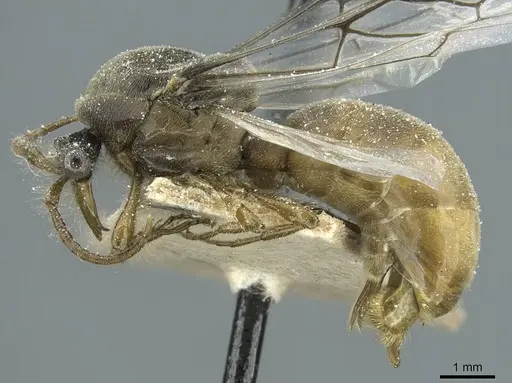 Aenictus crucifer specimen