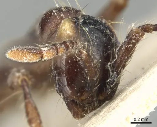 Aenictus currax specimen