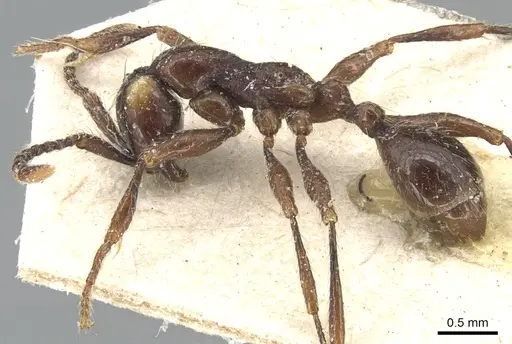 Aenictus currax specimen