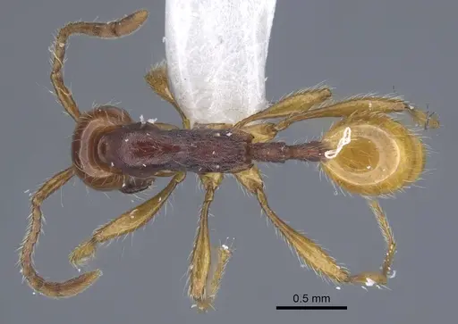 Aenictus cylindripetiolus specimen