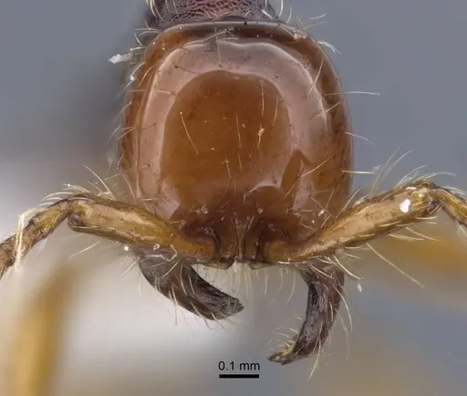 Aenictus cylindripetiolus specimen