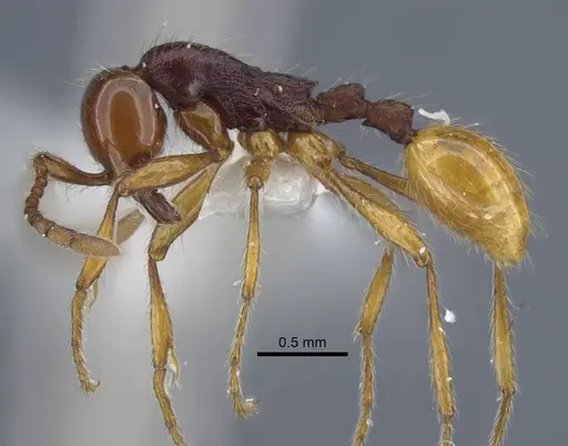 Aenictus cylindripetiolus specimen