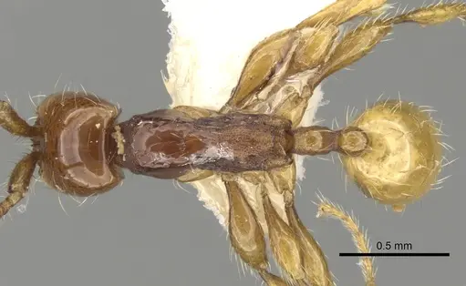 Aenictus decolor specimen