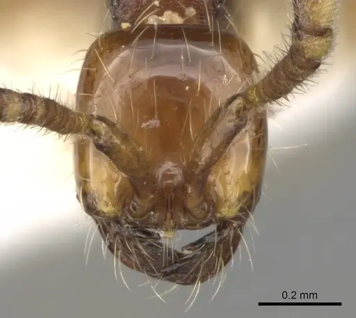 Aenictus decolor specimen