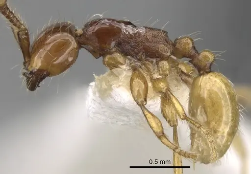 Aenictus decolor specimen