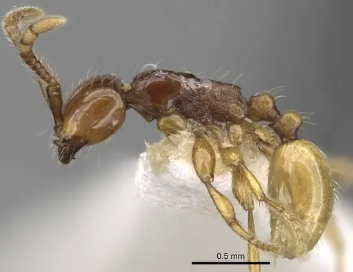 Aenictus decolor - CASENT0281966