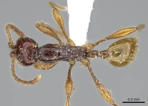 Aenictus decolor - CASENT0317077