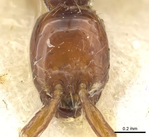 Aenictus decolor - CASENT0902685