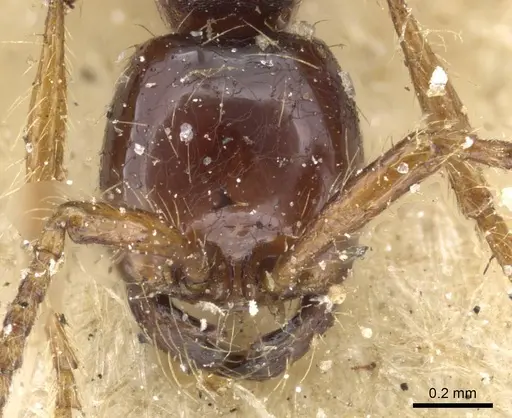 Aenictus decolor - CASENT0907024