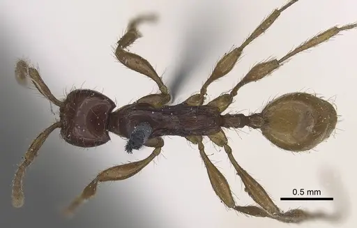 Aenictus decolor - CASENT0919639