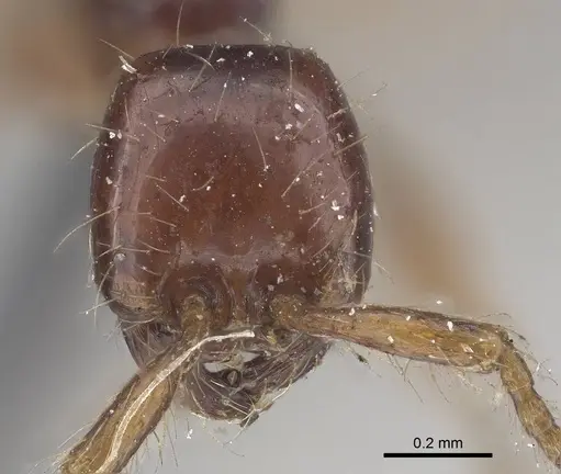 Aenictus decolor - CASENT0919639