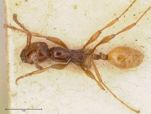 Aenictus decolor - FOCOL0588