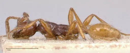 Aenictus decolor - FOCOL0588