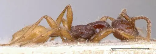 Aenictus decolor - FOCOL0588