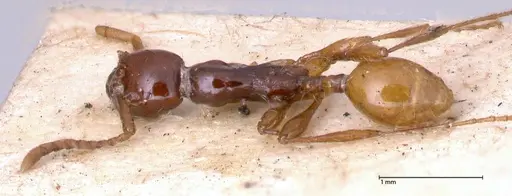 Aenictus decolor - FOCOL0589