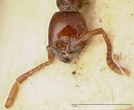 Aenictus decolor - FOCOL0589