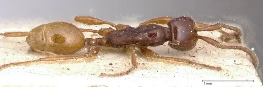 Aenictus decolor - FOCOL0590