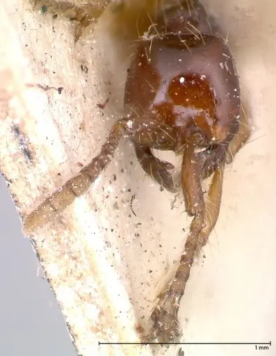 Aenictus decolor - FOCOL0590