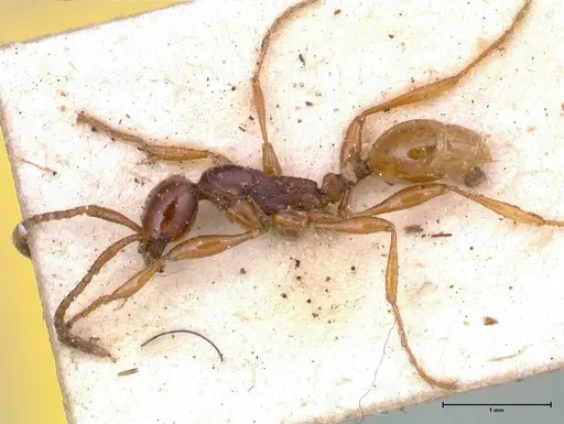 Aenictus decolor - FOCOL0590