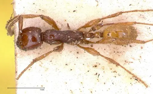 Aenictus decolor - FOCOL0591
