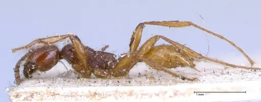 Aenictus decolor - FOCOL0591